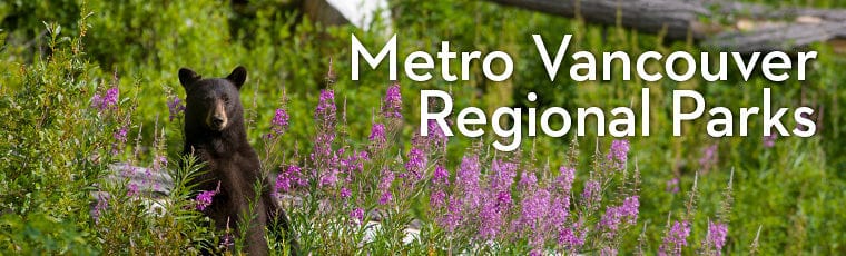 A header image with a bear sitting in a field of flowers that says "Metro Vancouver Regional Parks"